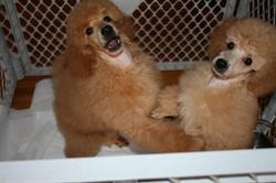 AdoreAnnie's Poodles