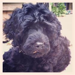 St. Andrews Grooming and Pet Boutique