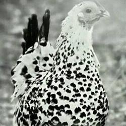 The Speckled Hen Homestead