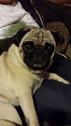 Willow Tree Farm and Dog Services
