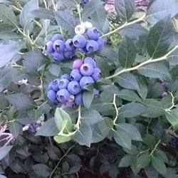 Les P'tits Fruits Du Passant