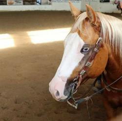 Glendarvon Farms Performance Horses