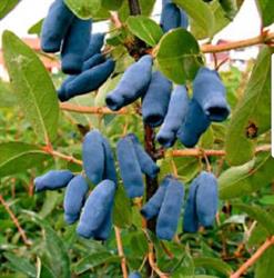795 Haskap Berry Farm U-Pick