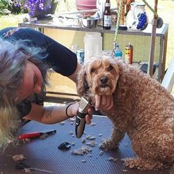 Kenzie's Dog Grooming