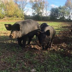 O'Brienview Organic Farm