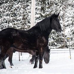 Pana-Len Percherons