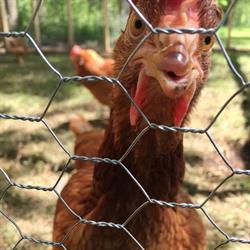 Country Haven Farms