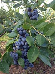 Bleuetière Aux Dames Bleues