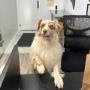 We love when you bring in your pups to give us a helping hand. We love when you bring in your pups to give us a helping hand.
