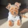 Mr. Louie Mr. Louie