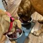 Dinner Time! Dinner Time!