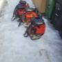 We use snow blowers when able or hand shovel or use a snow thrower we have all equipment to tackle the job We use snow blowers when able or hand shovel or use a snow thrower we have all equipment to tackle the job