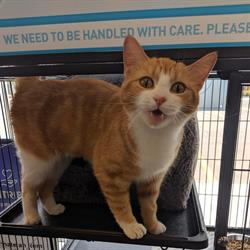 Pet Valu