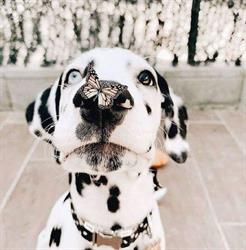 Pet Valu