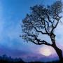 \Majestic\ Old Tree by Canadian Artist Carolynn Ashley. Canvas print comes in three sizes: 24 x 24 in, 30 x 30 in or 36 x 36 in. Limited edition of 250. \Majestic\ Old Tree by Canadian Artist Carolynn Ashley. Canvas print comes in three sizes: 24 x 24 in, 30 x 30 in or 36 x 36 in. Limited edition of 250.