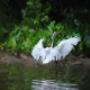 White Heron taken in Humber Park Toronto White Heron taken in Humber Park Toronto