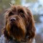 Griffon Hunting Dog Griffon Hunting Dog