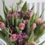 tulipes tulipes