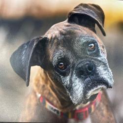 Pet Valu (Riverview, NB)