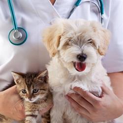 Ripley Animal Hospital
