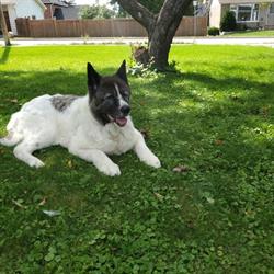 Mapleview Animal Clinic