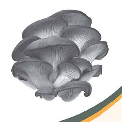 Unionville Mushrooms Farm
