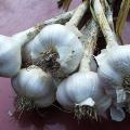 Musik Garlic Bulbs