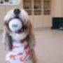Veterinary care your pets will actually enjoy in a modern clinic that feels less like a lab, and more like a living room. Veterinary care your pets will actually enjoy in a modern clinic that feels less like a lab, and more like a living room.