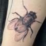 Mouche réaliste noir et gris par Genevieve (Geme Tattoo) chez Tatouage Artemya Mouche réaliste noir et gris par Genevieve (Geme Tattoo) chez Tatouage Artemya