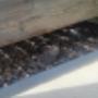 Wasp control Wasp control