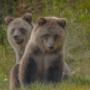 Misty and Teddy
Metal print, fine art and canvas in sizes from 11x14 to 60x40
Prices range from $99. to $1600 Misty and Teddy
Metal print, fine art and canvas in sizes from 11x14 to 60x40
Prices range from $99. to $1600