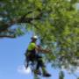 Have a job too big for any ladder? Wight Tree Service offers bucket truck services for all your hard-to-reach jobs Kenyo RD Have a job too big for any ladder? Wight Tree Service offers bucket truck services for all your hard-to-reach jobs Kenyo RD
