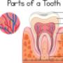 Root Canal therapy in Burlington Root Canal therapy in Burlington