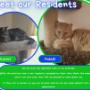 Motion Balance Residents, Cats Motion Balance Residents, Cats