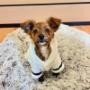 Pet friendly- restrictions apply Pet friendly- restrictions apply