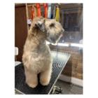 Le Spa Canin - Salon de toilettage