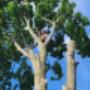 Our tree canopy clearing service brings sunlight and space to your surroundings. Watch as skilled professionals delicately open up the sky, transforming your canopy into a brighter, more inviting landscape. Our tree canopy clearing service brings sunlight and space to your surroundings. Watch as skilled professionals delicately open up the sky, transforming your canopy into a brighter, more inviting landscape.