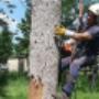 Ascend to tree care excellence! Our arborist, equipped with state-of-the-art gear, climbs with confidence and skill. Safety is paramount as branches are expertly trimmed. Choose us for our of expertise in Arboriculture. Ascend to tree care excellence! Our arborist, equipped with state-of-the-art gear, climbs with confidence and skill. Safety is paramount as branches are expertly trimmed. Choose us for our of expertise in Arboriculture.