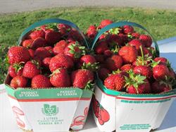 Bowman's Berry Patch