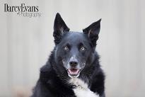 4 Paws Quilting