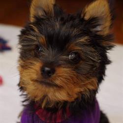 Aphrodite's Yorkies