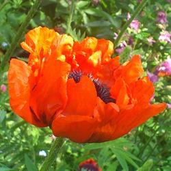 Maplelawn Garden