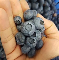 TwinBerry Farms Ltd