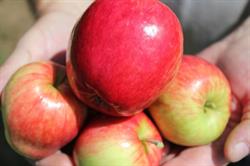 Verger Merleau - Cidery & Orchard