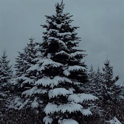 Whispering Willow Christmas Tree Farm
