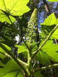 Champagne Hill Botanicals