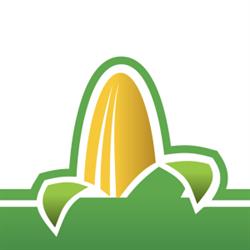 Thamesville Maize