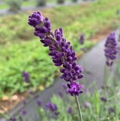 Luscious Lavender & Herb Farm