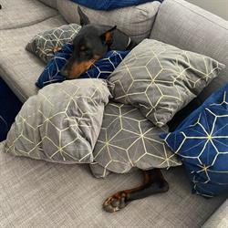 Soft Paws Pet Studio