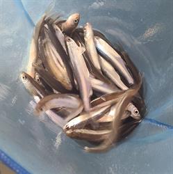 Marshlands Bait